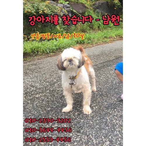 전북남원 시츄 남 띵동이 찾아요