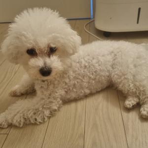 비숑여아 현 4살추정