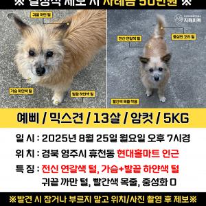 예삐 찾습니다