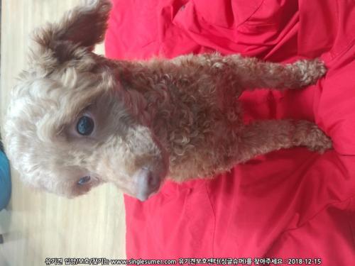 원주 우산동 푸들