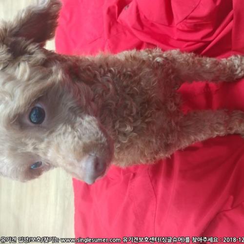 원주 우산동 푸들