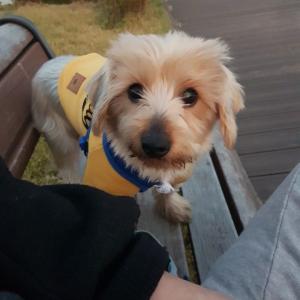 답십리 장안동 실키테리어 찾아요ㅜ