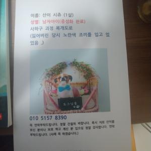 시츄 1살 강아지를 찾습니다
