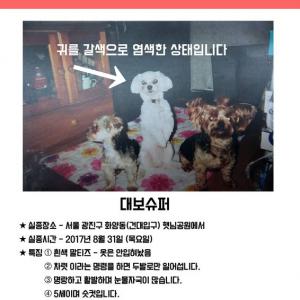 광진구 화양동 말티즈 수컷을 찾습니다!!!