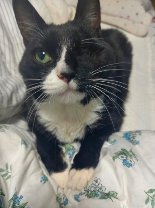 검은색 고양이를 찾습니다