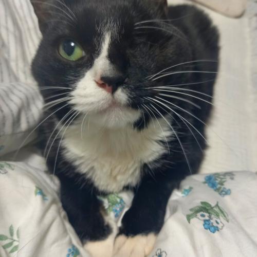 검은색 고양이를 찾습니다