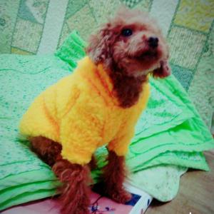 갈색토이푸들을 찾습니다