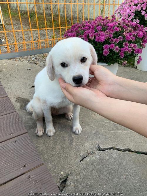 (포항시 남구)임시 보호중입니다
