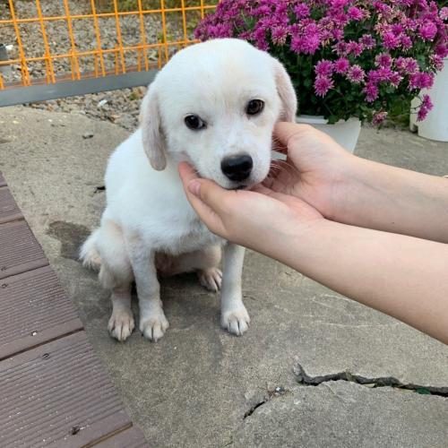 (포항시 남구)임시 보호중입니다