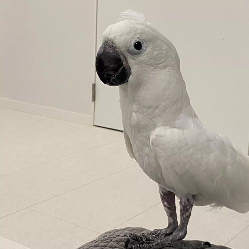 앵무새 찾습니다