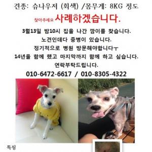 슈나우져 깜이를 찾습니다