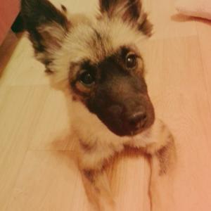 논현역3번출구 실종된 믹스견 깜뚱이를찾아주세요ㅠㅠ