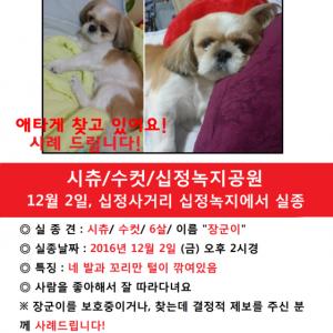 인천 십정동 시츄 찾아요