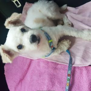 수원 화서오거리에서 강아지찾습니다!!!