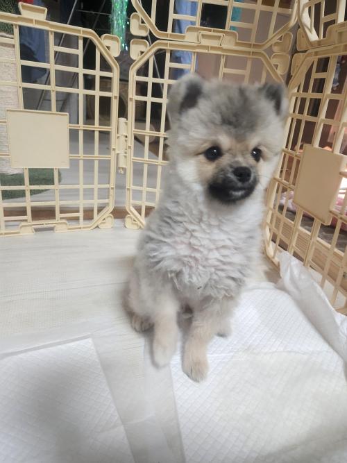 재업 포메라니안 5개월 수컷