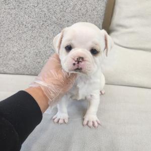 프렌치불독분양 2개월령 진짜 찾아보긴 힘든 크림프렌치불독분양