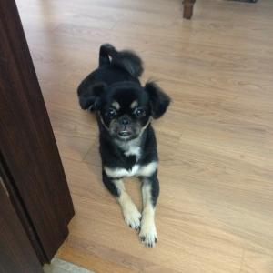 부천 역곡 근처에서 잃어버린 강아지를 찾습니다