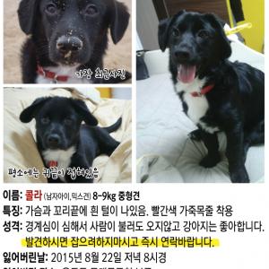 검정색 강아지 콜라를 찾습니다..애타게...