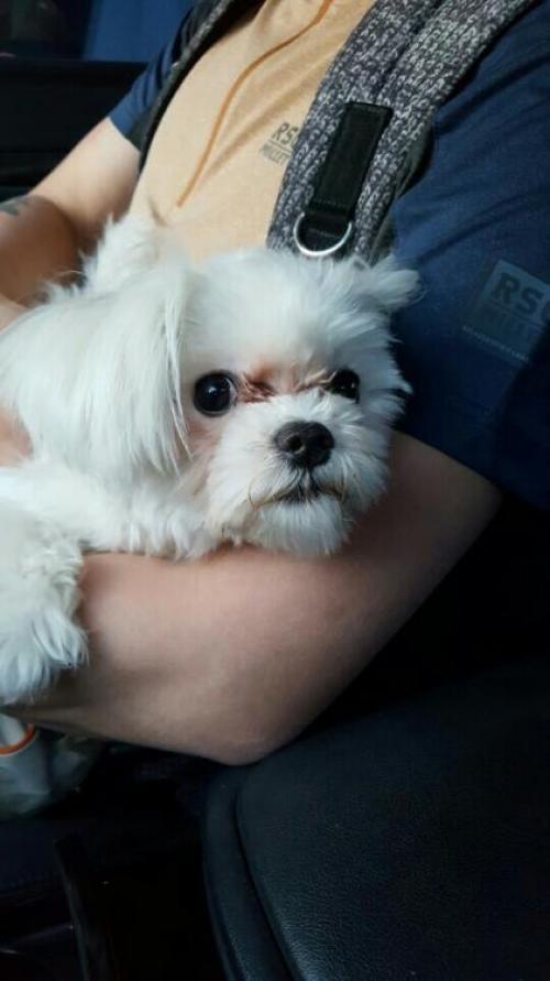 광주 말티즈 암컷 주인찾아요