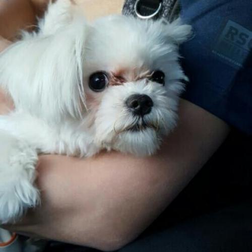 광주 말티즈 암컷 주인찾아요