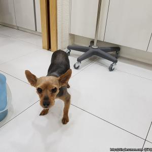안양시호계동 유기견발견했어요