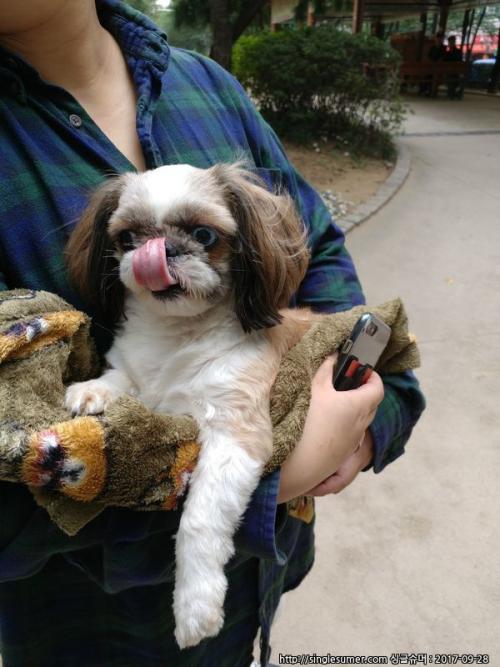 구로동 거리공원에서 발견된 오드아이 시츄입니다.