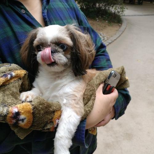 구로동 거리공원에서 발견된 오드아이 시츄입니다.