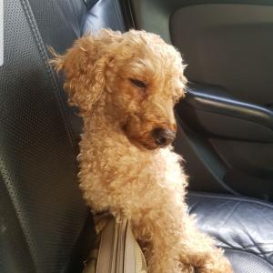 푸들(이름:또로리)