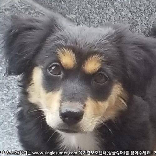 2019년 6월 24일충남 보령 성주면 화장실 휴양림 근처 발견한 장모 닥스훈트 믹스 암컷.