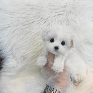 2개월령 미니비숑 25만원 분양합니다!