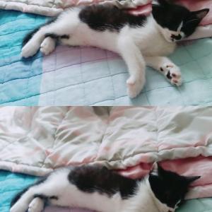 고양이를 잃어버렸습니다.