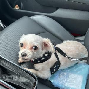 사랑이를 간절하게 찾습니다