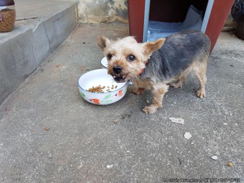 요크셔테리 임보호중입니다