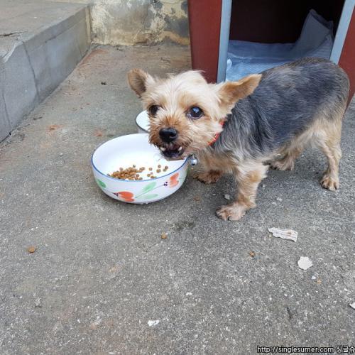 요크셔테리 임보호중입니다