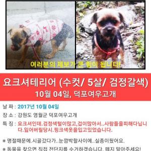 강아지를 찾습니다.