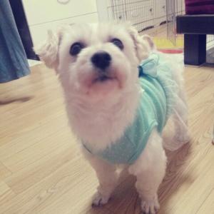 몽실이를 찾습니다. 제발 한번만 봐주세요