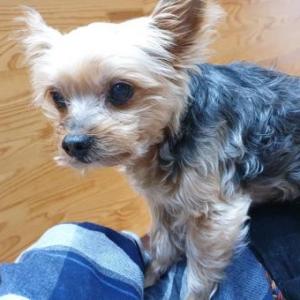 강아지를 찾아요