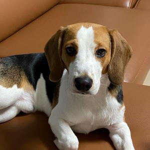 단원구 초지동에서 실종된 아이를 찾습니다.