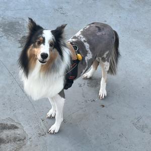 강아지 찾습니다