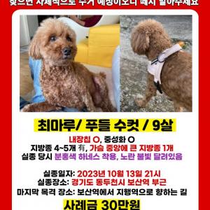 (동두천시 보산동 부근) 핑크색 하네스를 입은 갈색 푸들을 찾습니다.