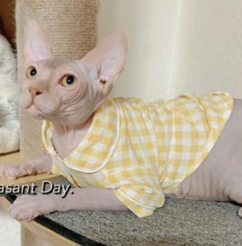 스핑크스 고양이 분양합니다. 책임비x