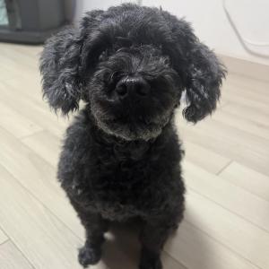 노원구 불암산에서 검정색 푸들 잃어버렸어요