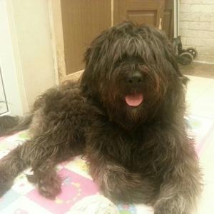 부산 기장군 기장읍 25kg 탄이를 찾습니다! 꼭 좀 봐주세요