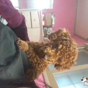 보령 갈색푸들찾아요!