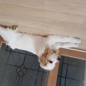 주촌에서 잃어버린 코카스파니엘찾습니다