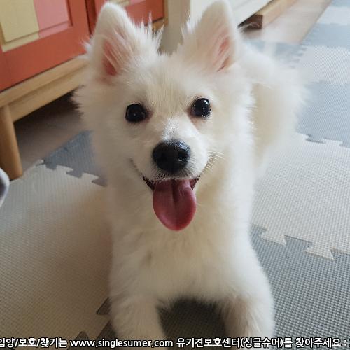 스피츠 보호중이여요!