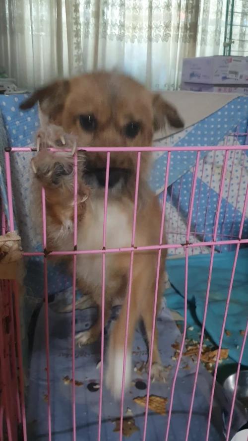 개를 잘 길러주실분 연락 기다립니다.