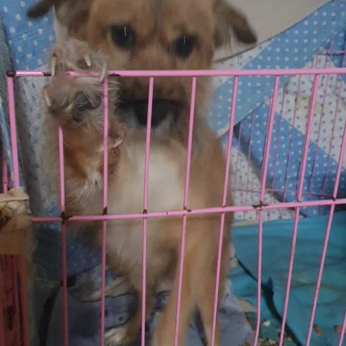 개를 잘 길러주실분 연락 기다립니다.