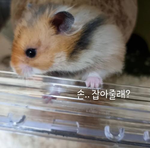 골든햄스터 케이지 용품 포함합니다