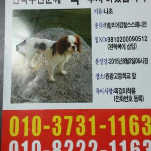 카발리에 킹 찰스 스파니얼 '나초'를 찾습니다! 사례금 100만원